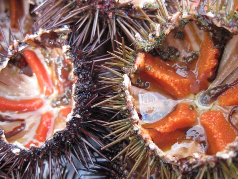 ¿Te gustan los erizos de mar? Descubre La Garoinada 2023 de Palafrugell